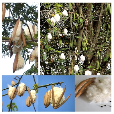 Relleno de almohada orgánico de fibra natural Kapok algodón 2 oz 100 % ceilán suave fresco Stuffi Foto 1 de 4