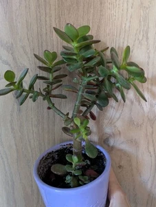 Crassula ovata jade money plants Bare Root - Picture 1 of 7