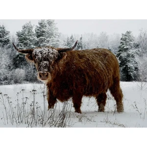Hoffman - Call Of The Wild - 43" X 32.25" Frosty Highland Cow Panel - Caramel - Picture 1 of 2