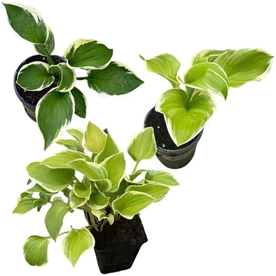 Live Perennial Hostas - Assorted Varieties, 3 Plants for Vibrant Gardens - Image 1 of 4