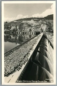 RPPC Postkarte Grand Coulee Dam WA Schafe überqueren Columbia River Gravity Ellis - Bild 1 von 4