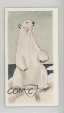 1954 Neilson's Chocolate Interesting Animals Polar Bear #21 0j8f