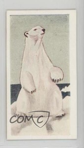 1954 Neilson's Chocolate Interesting Animals Polar Bear #21 0j8f