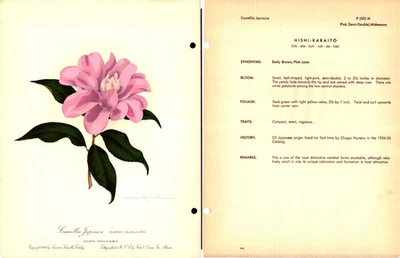 Camelia Japonica Antiguo Vintage Estampado Floral Botánico 1959 Foto 1 de 3
