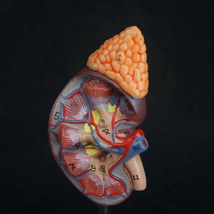 1:1 Human Kidney With Adrenal Gland Anatomical Medical Model Urology Anatomy D01 - Picture 1 of 5