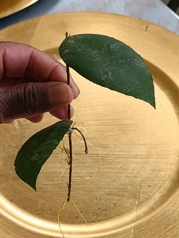 Hoya Caudata Sumatra Rooted Cutting With New Growth - Image 1 of 1