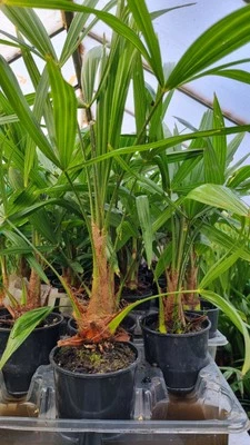 Trachycarpus Fortunei Hardy Palm Tree 50cm+ - Image 1 of 4