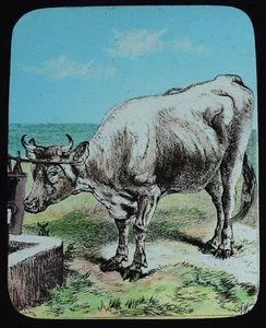 KUH ARBEITET MIT EINER PUMPE UM 1888 ILLUSTRATION Magische Laterne Dia TIER SCHARFSINNIGE STUDIE - Bild 1 von 3