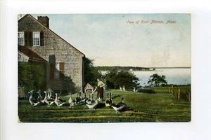 Postal East Marion MA, mujer con gansos, hogar, paseo marítimo - Imagen 1 de 2
