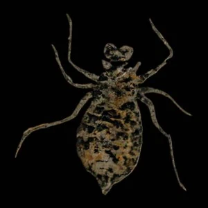 0.9" Dragonfly Larvae Fossil Libellula Doris Plate Upper Miocene Piemont Italy - Picture 1 of 7