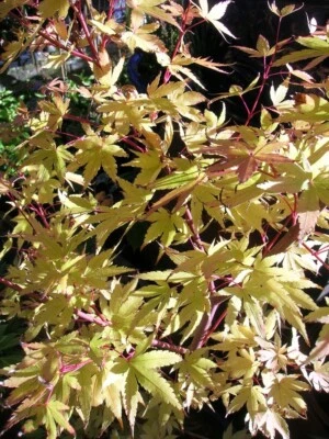 XL JAPANESE ACER SANGO KAKU Maple Tree 50-60cms 7.5L Pot Gold Foliage Red Stems - Image 1 of 2