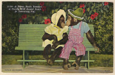 A green bench romance - Chimpanzee postcard from Florida 1959