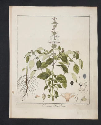 Kupferstich um 1835 + Text Ocimum Basilicum Basilikum Hayne Guimpel Botanik - Bild 1 von 3