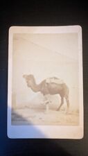 Claude Portier Algeria CDV 1860s/1870s Camel