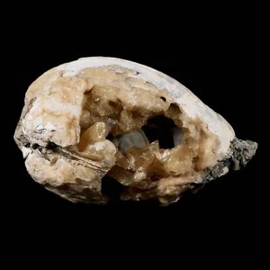 4.8" Mercenaria Permagna Clam Fossil Golden Calcite Crystal Rucks Pit Florida - Picture 1 of 9