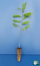 1 PIANTA ROBINIA PSEUDOACACIA alveolo Robinia ACACIA BIANCA miele mellifera