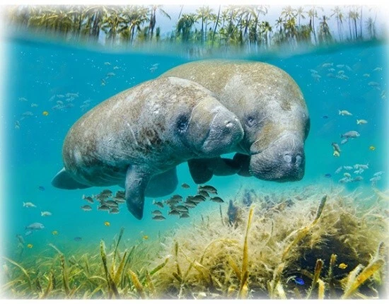 33" X 44" Panel Manatees Ocean Call of the Wild Cotton Fabric Panel D479.92 - Image 1 of 1