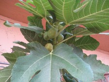Grise De Tarascon Fig Tree Cuttings, Exquisite French Variety