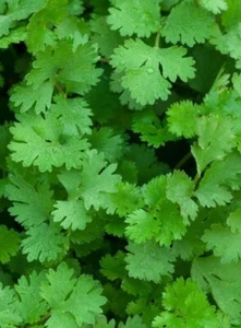 250 Graines - Coriandre à Petites Graines - Semences Paysanne - BIO - Aromatique - Picture 1 of 1