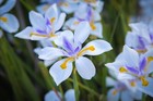 African Iris - Fortnight Lily - Dietes Iridioides - 30 Seeds 2023 - USA