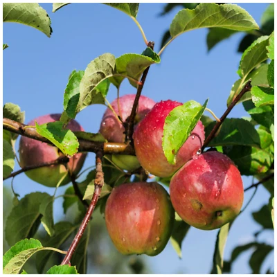 Howgate Wonder Apple Tree 4-5ft Tall, Ready to Fruit, Juicy & Sweet - Image 1 of 3