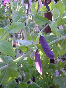 Purple Snow Peas Shiraz - 10 Seeds. Rare - Picture 1 of 1