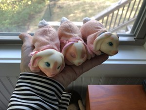 bunny surprise extra babies