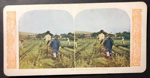 Ernte Reis Hawaii Stereoansicht gedruckt - Bild 1 von 2