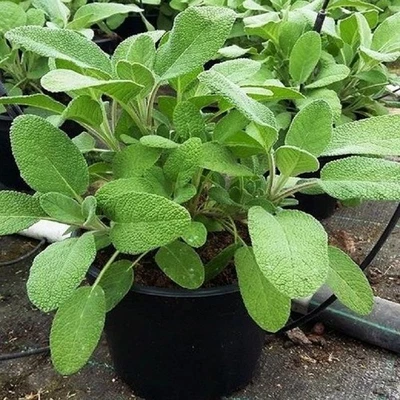PIANTEWEB Pianta Salvia