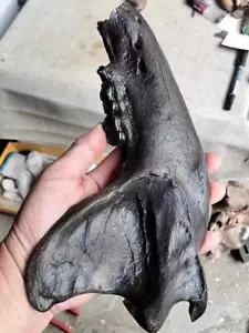 Ice Age Exquisite Tooth Fossils - Specimen - Picture 1 of 5