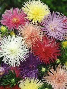 Aster Acerose Mix - Semillas de 0,3 g de Ucrania en todo el mundo - Imagen 1 de 3