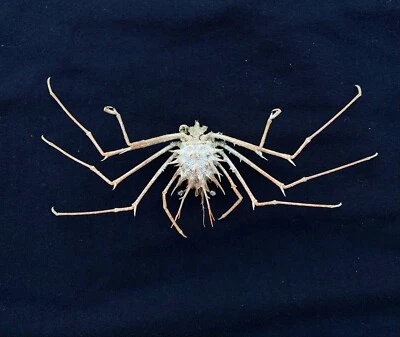 CRABS/Deep sea crab species preserved dried crabs - Image 1 of 2