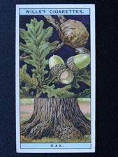 No.34 OAK Flowering Trees & Shrubs by W.D.& H.O.Wills Ltd 1924