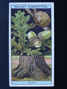 No.34 OAK Flowering Trees & Shrubs by W.D.& H.O.Wills Ltd 1924