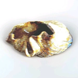 Ceramic 7"  Long Vintage Seashell Shell Candy Dish Bowl  - Picture 1 of 4