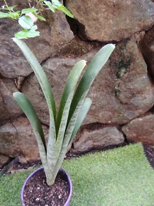 BROMELIAD BIllbergia Neo 'Marmorata" - Plant - Picture 1 of 4