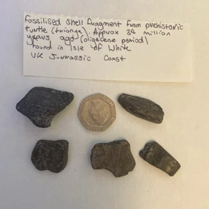 fossil turtle ( trionyx ) shell and bone fragments x5 from Isle of White UK RARE - Picture 1 of 12