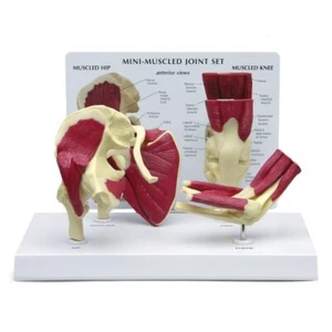 GPI Anatomical 1900 Mini-Muscled Joint Set Model Knee Shoulder Hip Elbow Muscles - Picture 1 of 5