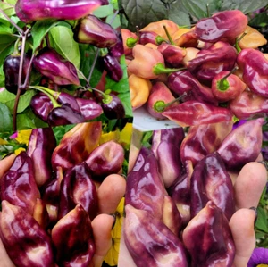 Острый перец Jay’s Pink семена Scharf Chilli Pepper  Seeds Samen - Picture 1 of 1