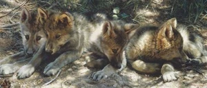 Carl Brenders - Pick of the Pack - Wolves - S/N Lithograph - Signed - MINT - Picture 1 of 1