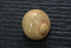 Natica stercusmuscarum  36.4 mm F+++  nice tiny spots  pattern collection