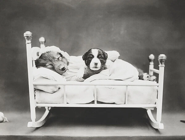 Bedtime - Dog And Puppy In A Cradle - 1914 - Photo Poster - Image 1 of 1