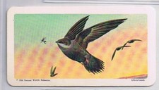 Brooke Bond Red Rose Tea Card #2 Chimney Swift Canadian American Songbirds