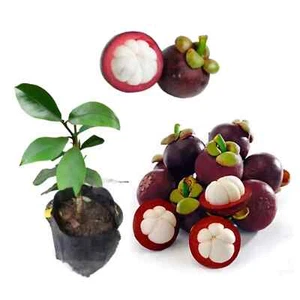 Mangostán planta frutal mangus pala || Servicio Express - Imagen 1 de 4