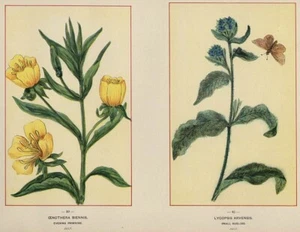 Onagra y Bugloss: cromolitografía botánica genuina de flores silvestres de 1894 - Imagen 1 de 1