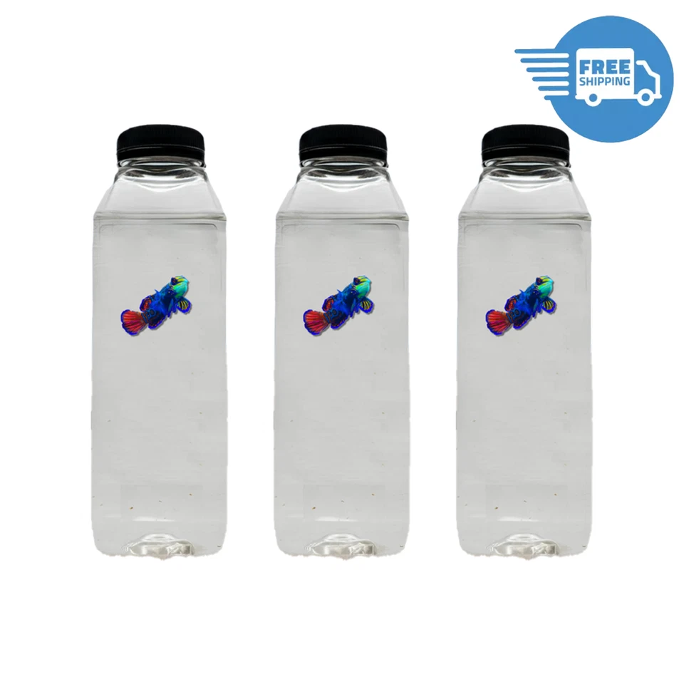 COPEPODS FOR SALE Tisbe, Trigio, Apo Copepods pack FREE QUICK SHIPPING