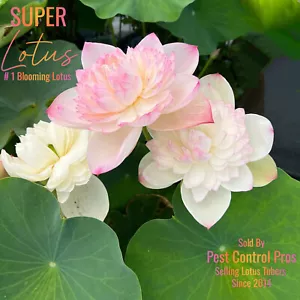 SUPER Lotus Rhizome Tuber Live Patio Pond Bog Water Plant ~ It Blooms n Blooms - Picture 1 of 6