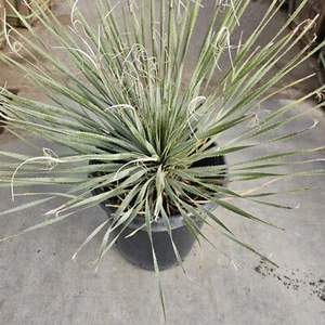 Dasylirion wheeleri (Desert spoon) Live Plant (15gal Available!) - Picture 1 of 3