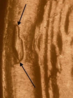 1954-S Rare!! Die Break/Retained Cud Gem BU Uncirculated Red Lincoln Wheat Cent - Image 1 of 3