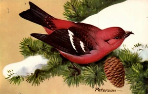 VOGEL POSTKARTE Weißflügeliger Kreuzschnabel (Loxia Leucoptera), Peterson, Kanada, USA - Bild 1 von 2